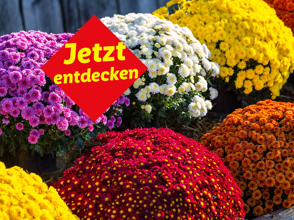 Bunte Chrysanthemen in verschiedenen Farben mit einem roten Schild 