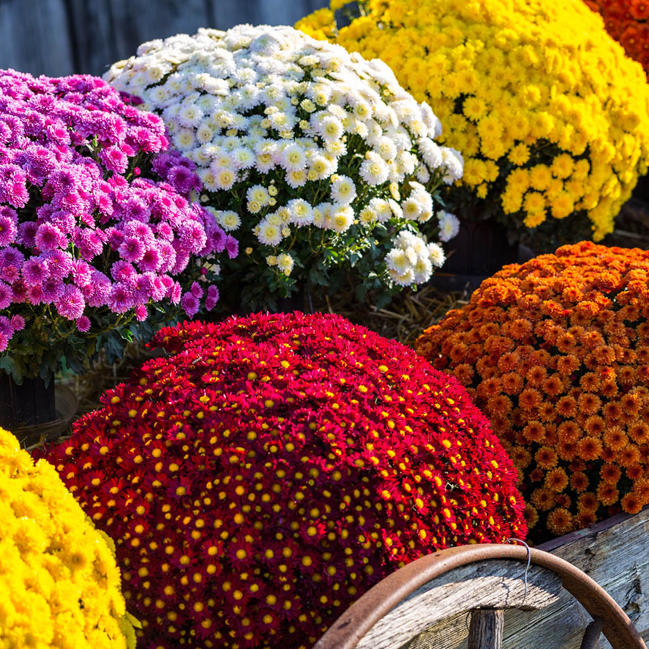 Bunte Chrysanthemen in Rot, Orange, Gelb, Weiß und Lila in einem Holzwagen.