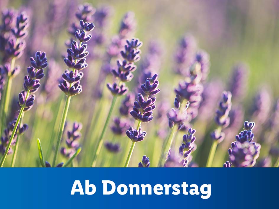 Blumen & Pflanzen