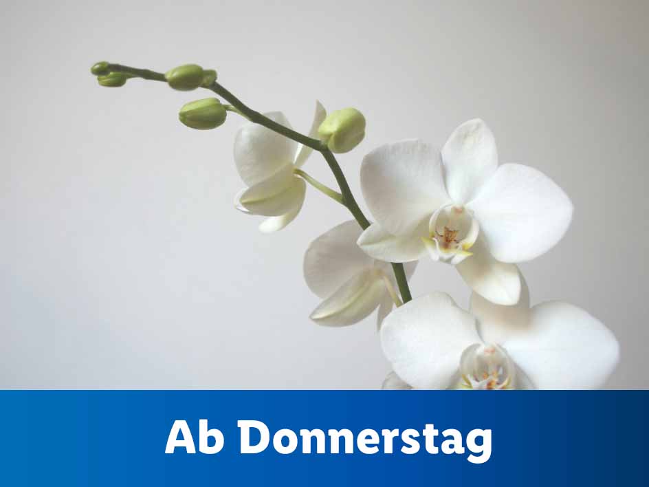 Blumen und Pflanzen