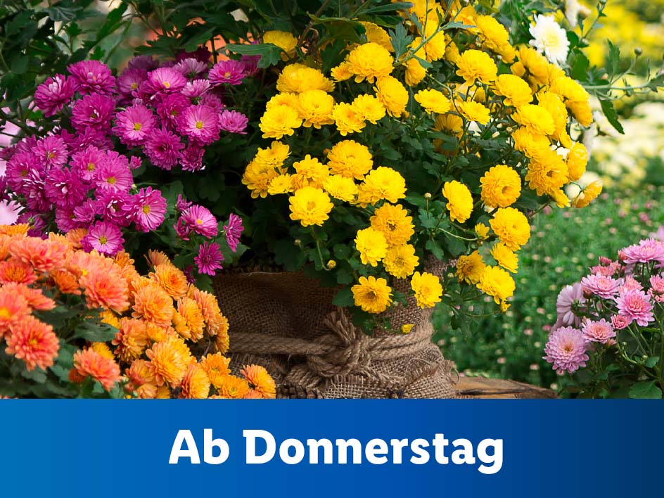 Blumen und Pflanzen