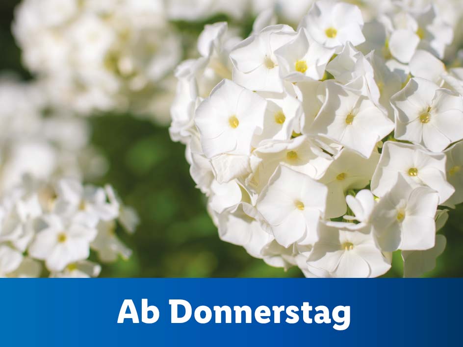 Blumen