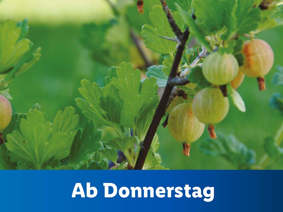 Blumen und Pflanzen