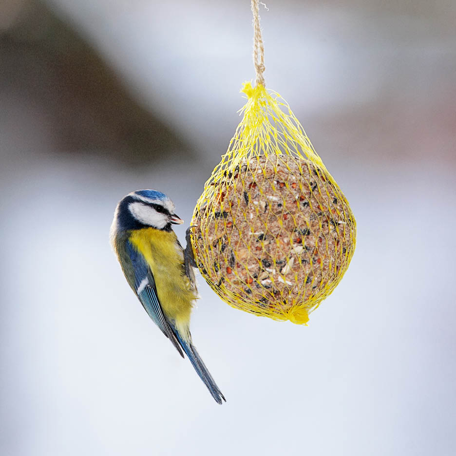 Eine Blaumeise frisst an einem Meisenknödel in einem gelben Netz.