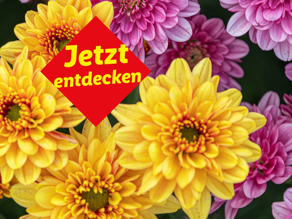 Gelbe und violette Chrysanthemen mit rotem Banner „Jetzt entdecken“.