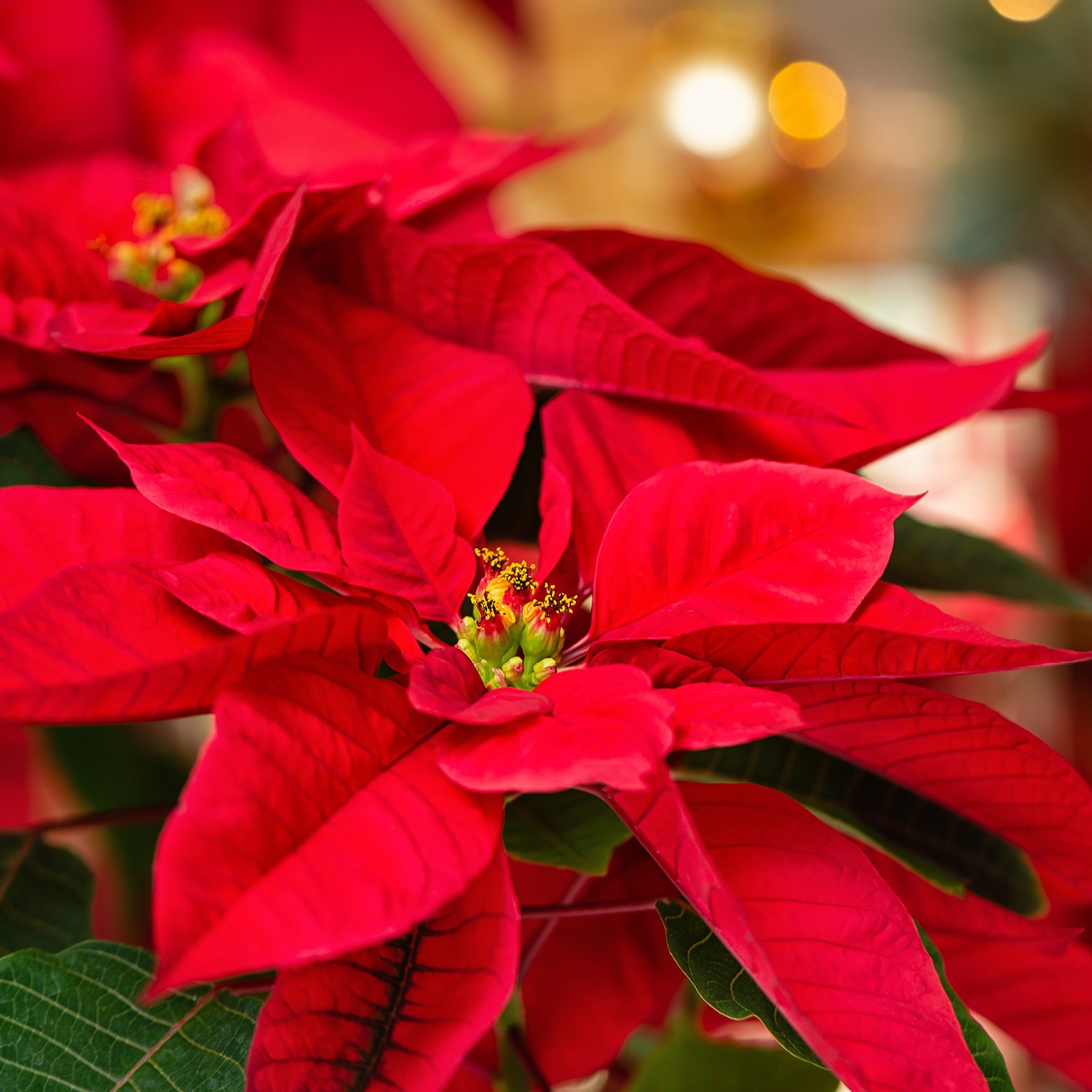 Nahaufnahme einer leuchtend roten Weihnachtspflanze mit grünen Blättern und gelben Blüten