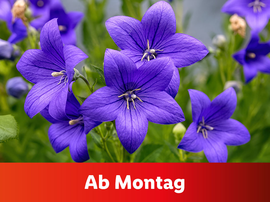 Violette Glockenblumen im Fokus, Text 'Ab Montag' unten.
