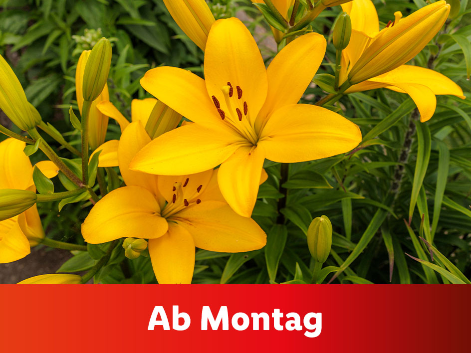 Gelbe Lilien blühen. Ab Montag.