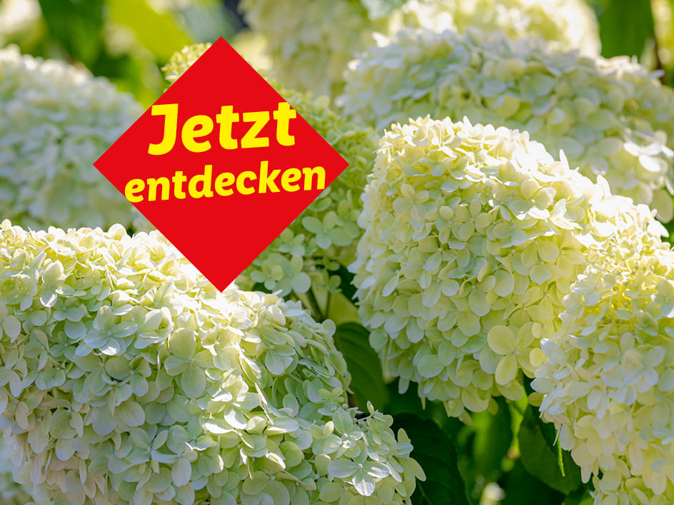 Hellgrüne Hortensienblüten mit dem Slogan 'Jetzt entdecken'.