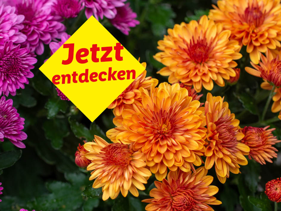 Orange und pinke Chrysanthemen mit dem Text 'Jetzt entdecken'.
