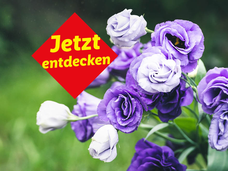 Lila Lisianthus Blumenstrauß mit dem Text 'Jetzt entdecken'.