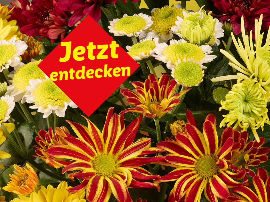 Ein Blumenstrauß mit roten, gelben und weißen Chrysanthemen und der Aufschrift „Jetzt entdecken“.