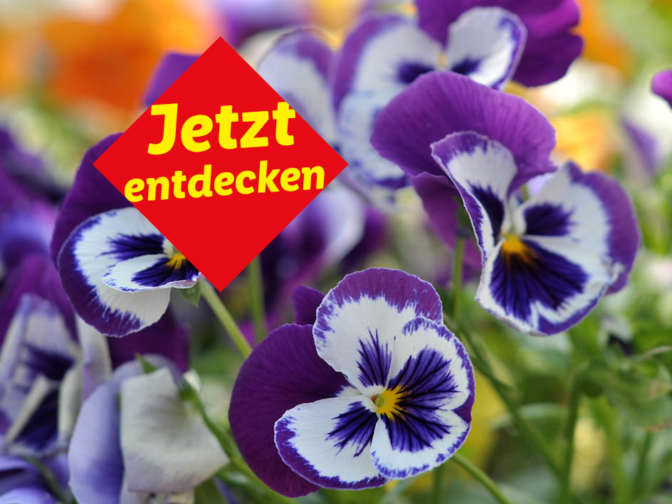 Lila und weiße Stiefmütterchen mit einem roten Banner, das 'Jetzt entdecken' anzeigt.