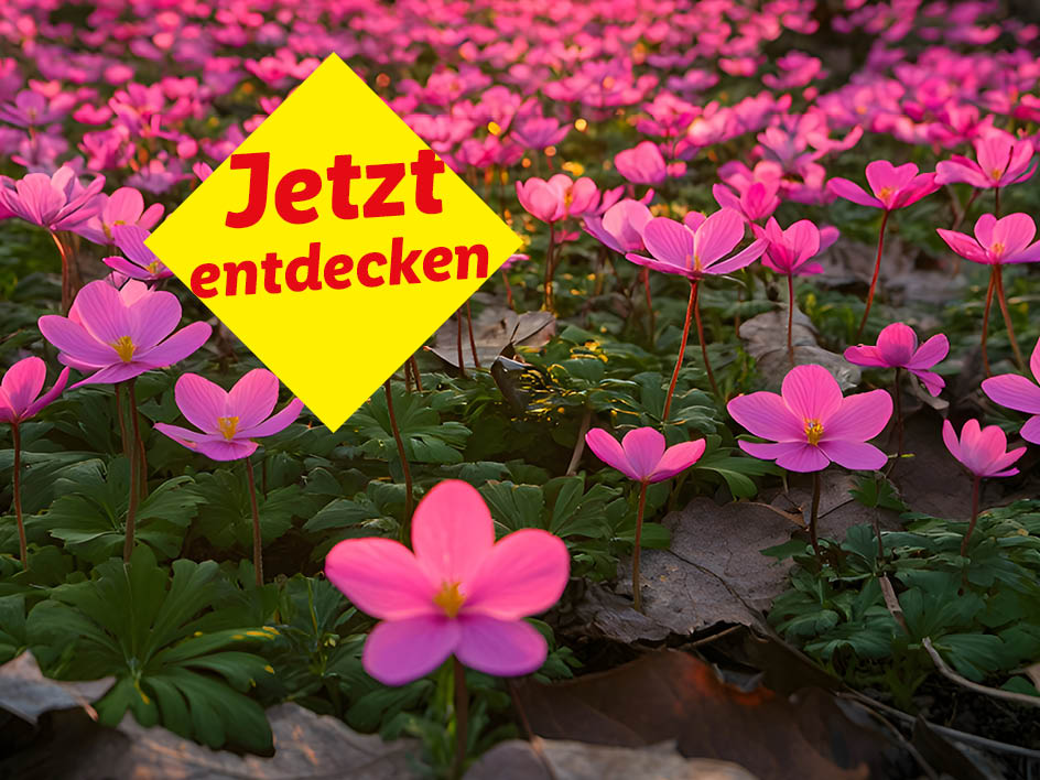 Ein Feld voller rosa Blumen mit einem gelben Schild: 'Jetzt entdecken'.