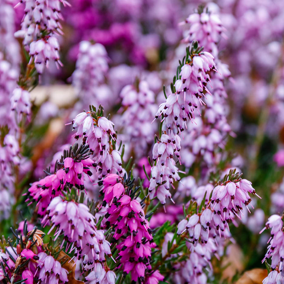 Nahaufnahme von rosa und lila Heidekrautblüten mit grünen Blättern.
