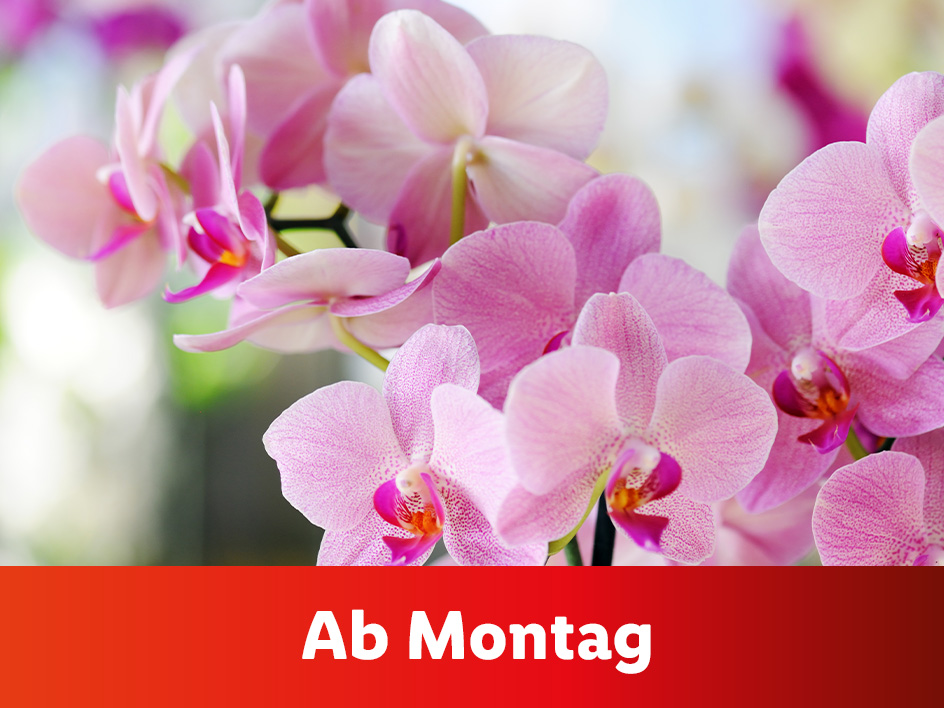 Blumen und Pflanzen