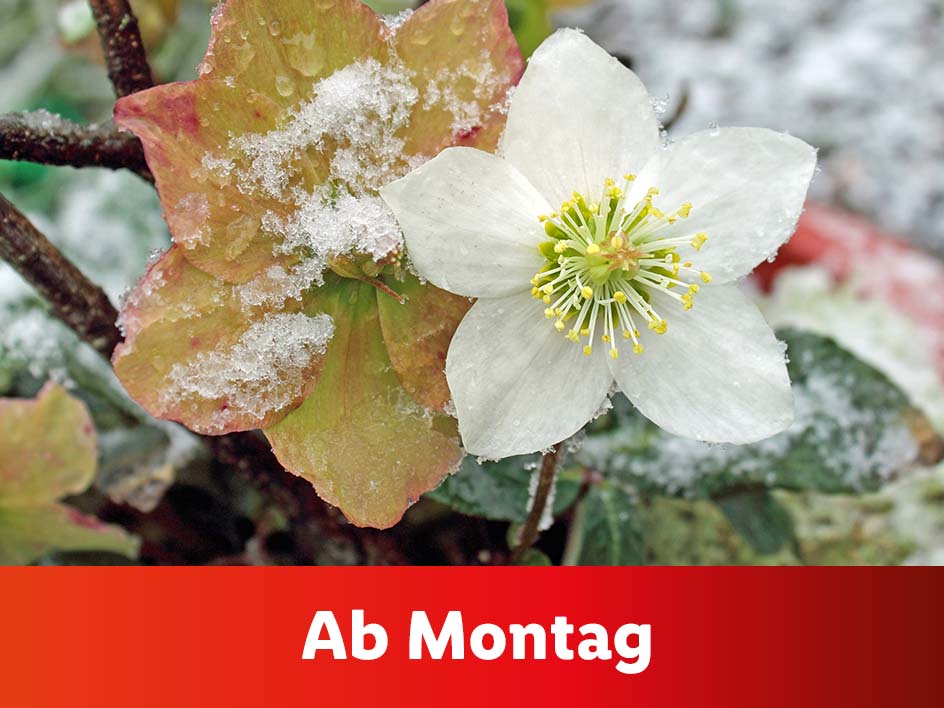 Blumen und Pflanzen