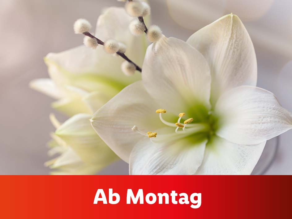 Blumen und Pflanzen
