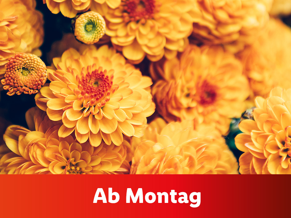 Blumen und Pflanzen