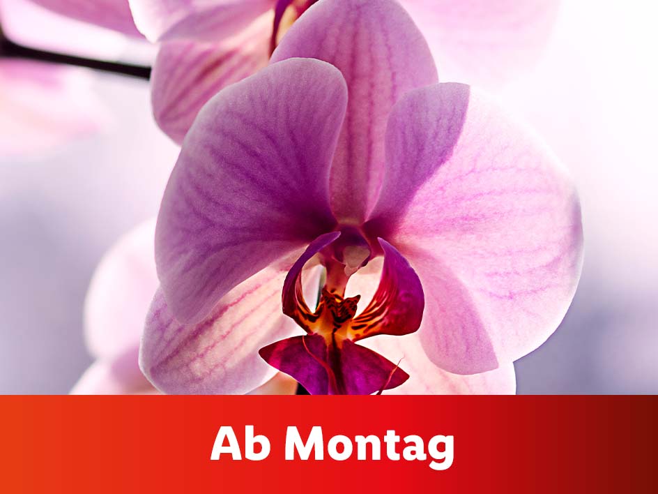 Blumen und Pflanzen