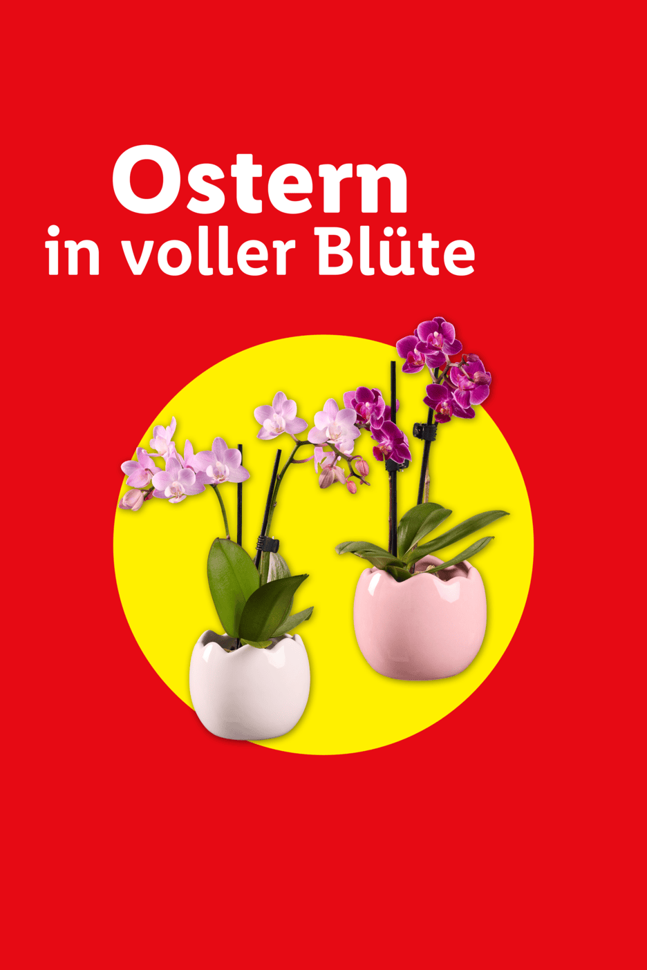 Ostern in voller Blüte: Zwei Orchideen in eiförmigen Töpfen auf gelbem Kreis vor rotem Hintergrund.