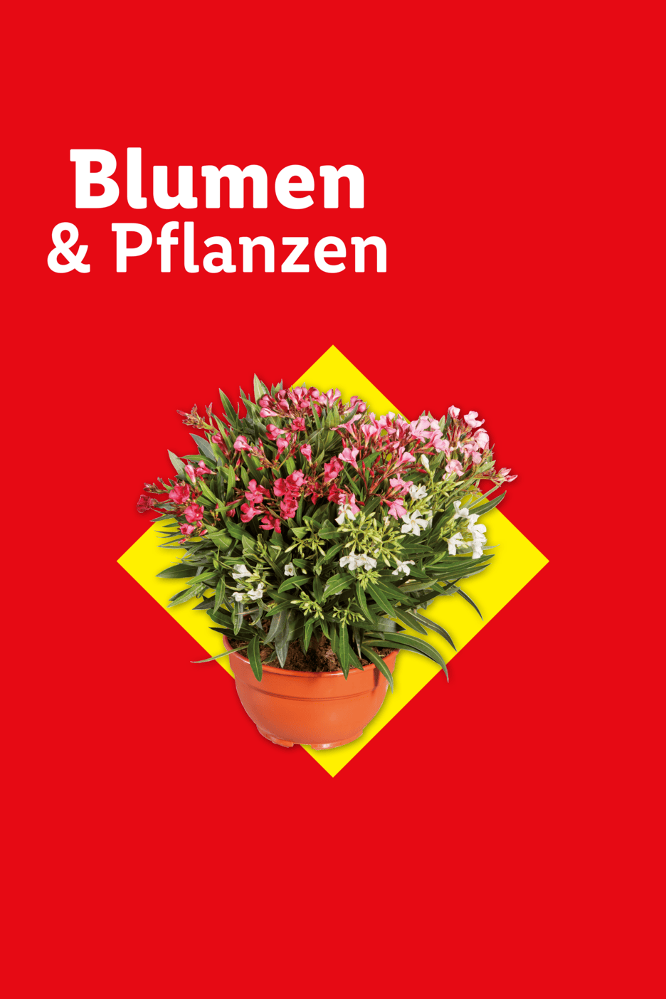 Blumen & Pflanzen: Topf mit rosa und weißen Oleanderblüten auf gelbem Quadrat