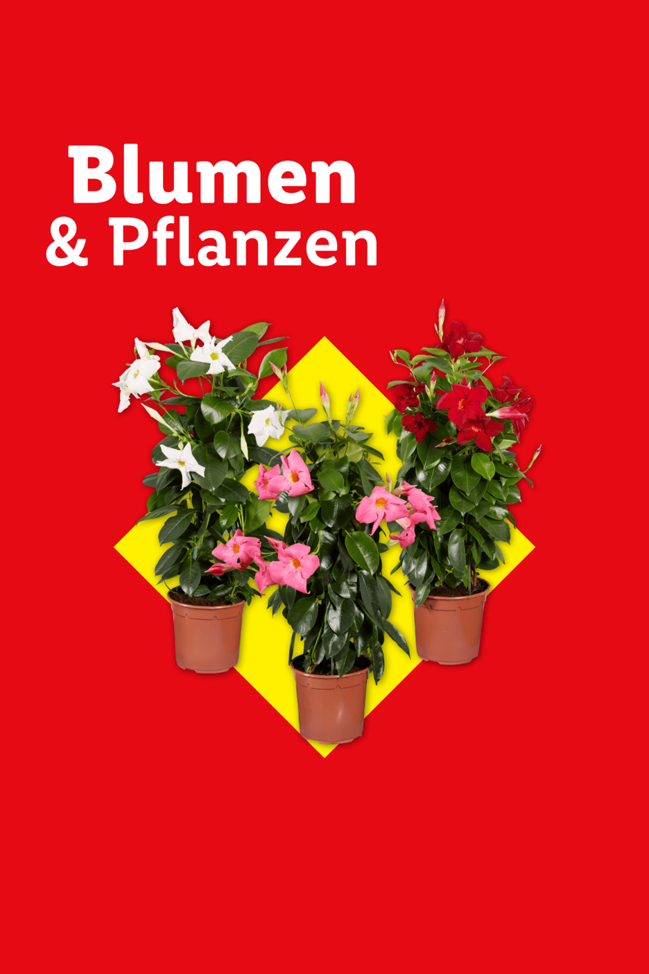 Drei blühende Pflanzen in Töpfen (weiß, pink, rot) auf gelbem Quadrat; Text: Blumen & Pflanzen.