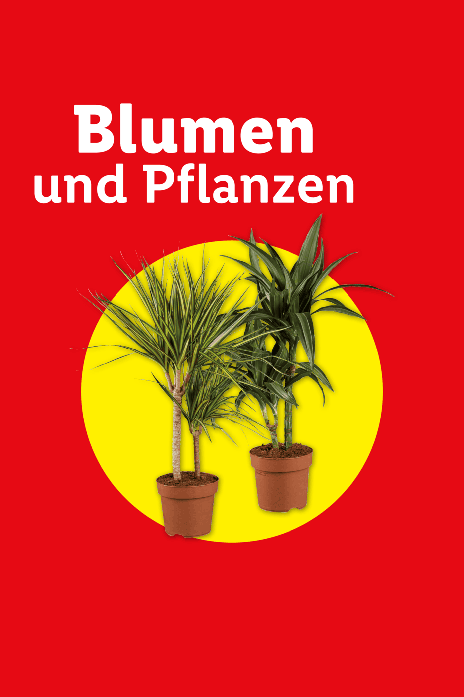 Zwei Topfpflanzen auf gelbem Kreis vor rotem Hintergrund mit dem Text 'Blumen und Pflanzen'.