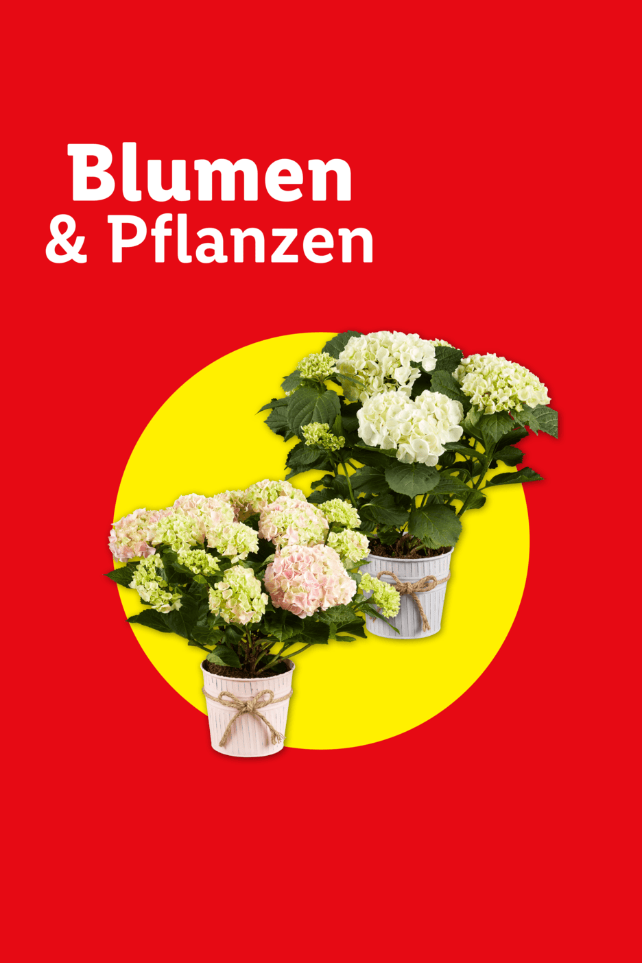 Zwei Hortensien in Töpfen auf gelbem Kreis, Text: Blumen & Pflanzen
