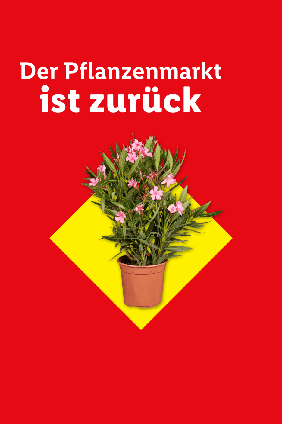 Rote Anzeige mit gelbem Quadrat und einer blühenden Oleanderpflanze. Text: 'Der Pflanzenmarkt ist zurück'.
