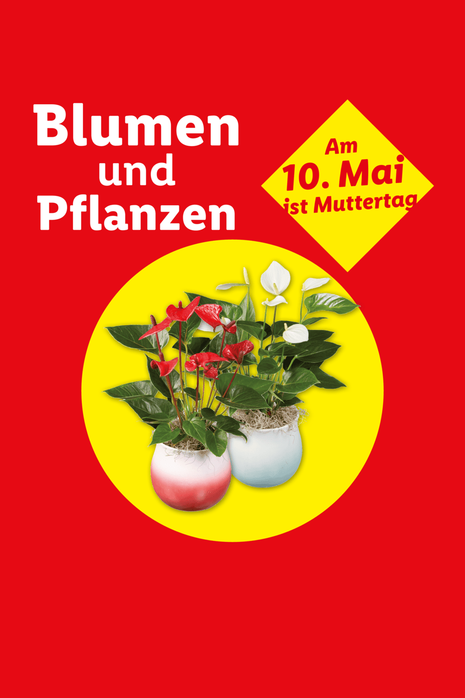 Blumen und Pflanzen zum Muttertag am 10. Mai, mit roten und weißen Anthurien in Töpfen.
