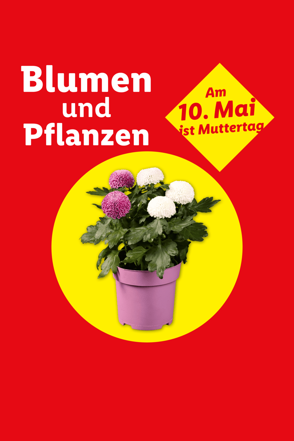 Muttertagsangebot: Topfblumen in Lila und Weiß, mit Text 'Blumen und Pflanzen' und 'Am 10. Mai ist Muttertag'.
