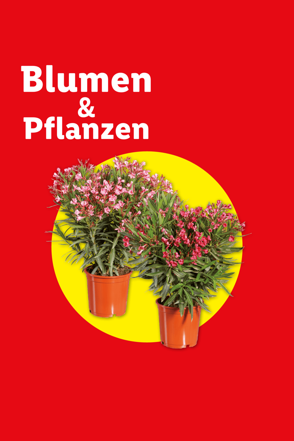 Zwei blühende Oleanderpflanzen in Töpfen auf gelbem Kreis, mit Text 'Blumen & Pflanzen'.