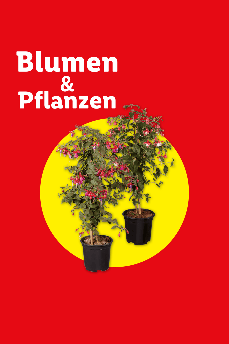 Blumen & Pflanzen: Zwei Fuchsien in Töpfen auf gelbem Kreis vor rotem Hintergrund.