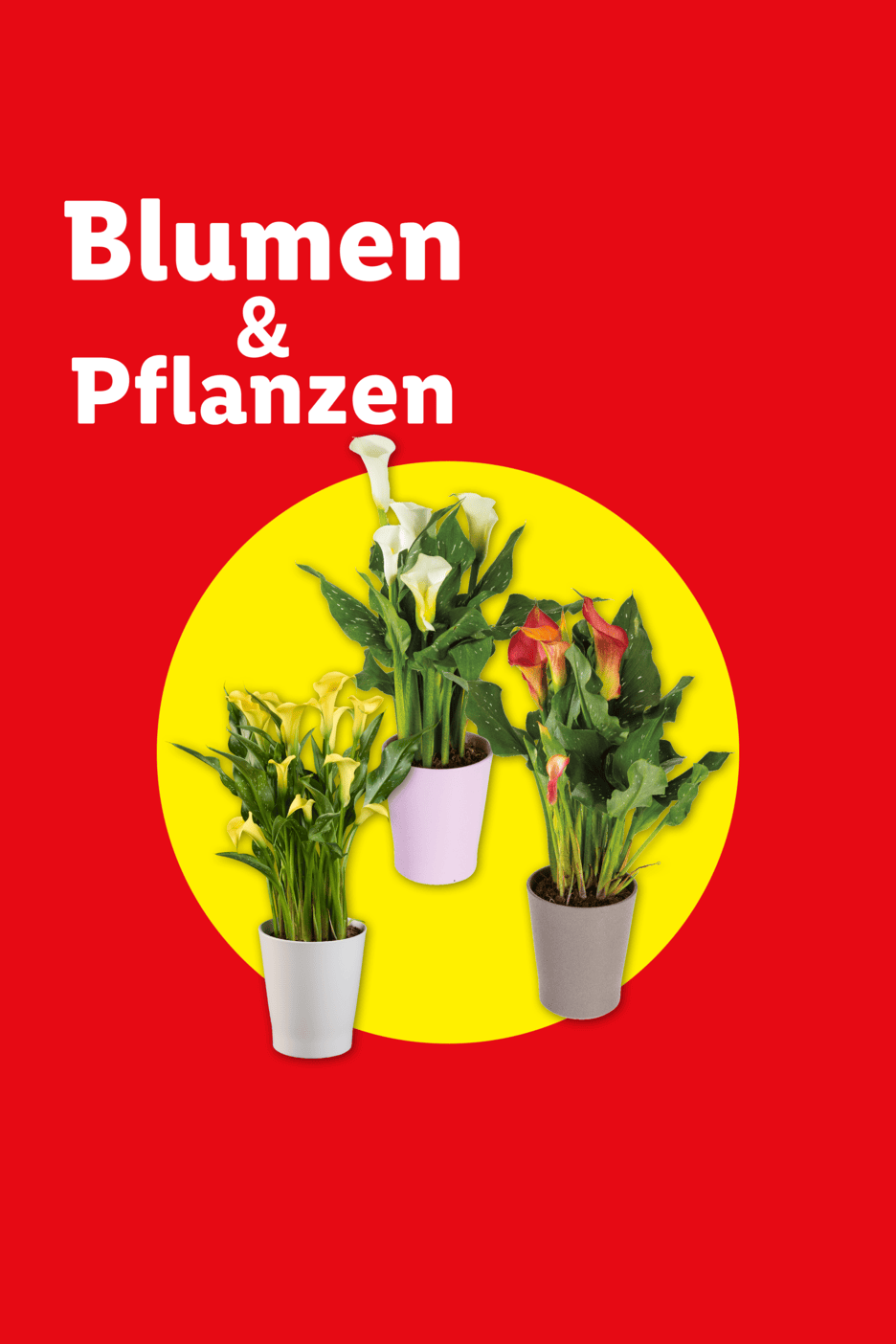 Drei bunte Calla-Lilien in Töpfen auf gelbem Kreis, mit Text 'Blumen & Pflanzen'.