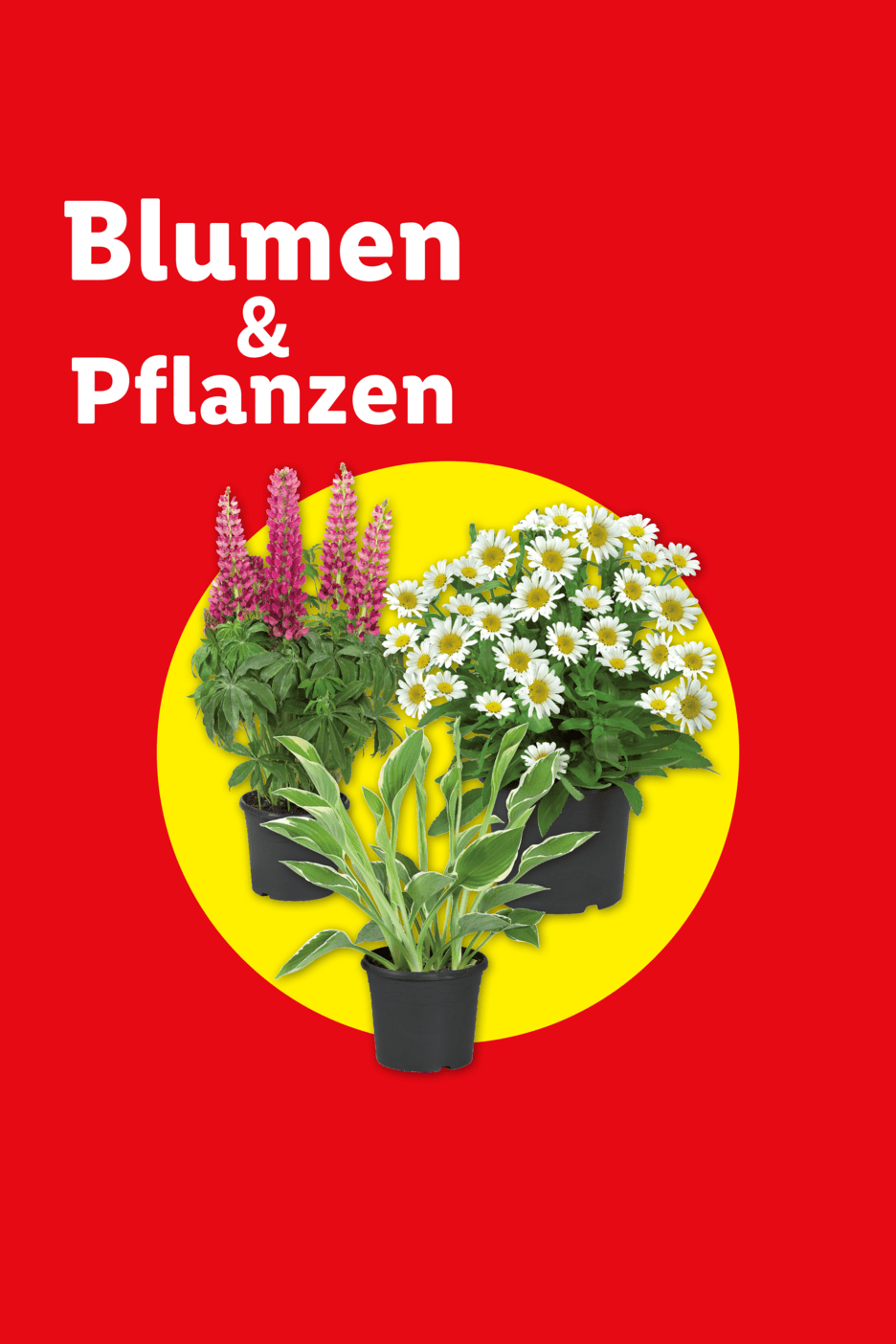 Blumen & Pflanzen: Lupinen, Margeriten und Funkien in Töpfen auf gelbem Kreis.