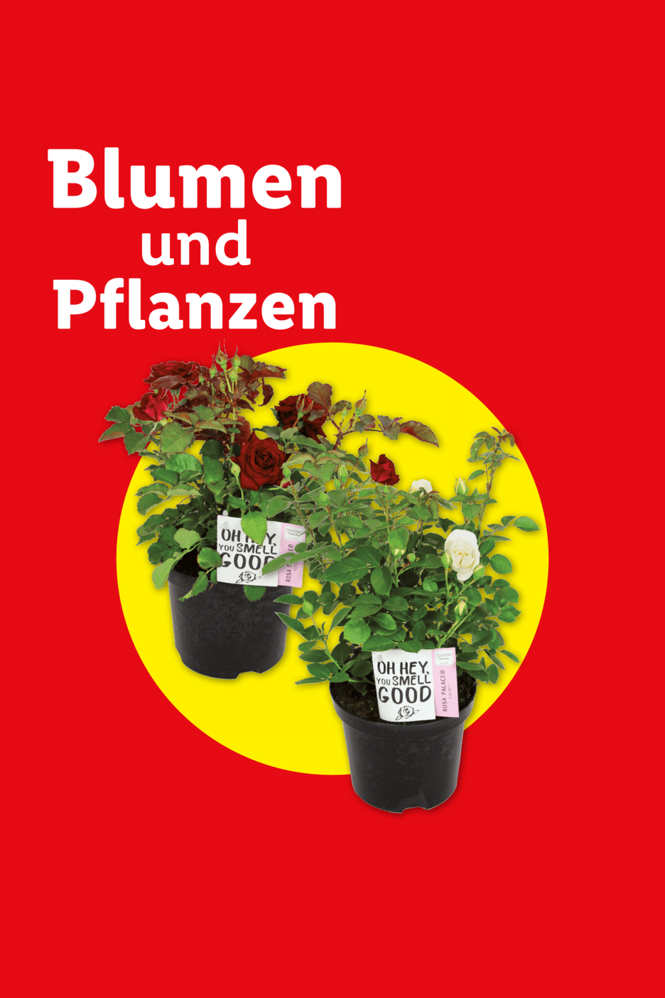 Zwei Topfrosen, eine rote und eine weiße, mit Etiketten „OH HEY, YOU SMELL GOOD“ auf rotem Hintergrund mit gelbem Kreis.