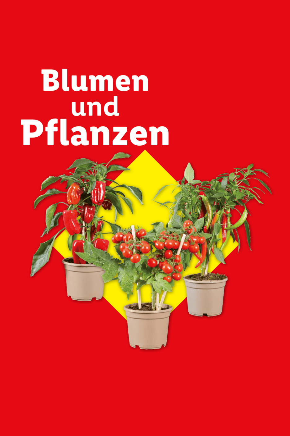Blumen und Pflanzen: Topfpflanzen mit roten Paprika, Tomaten und Chilischoten auf gelbem Hintergrund.