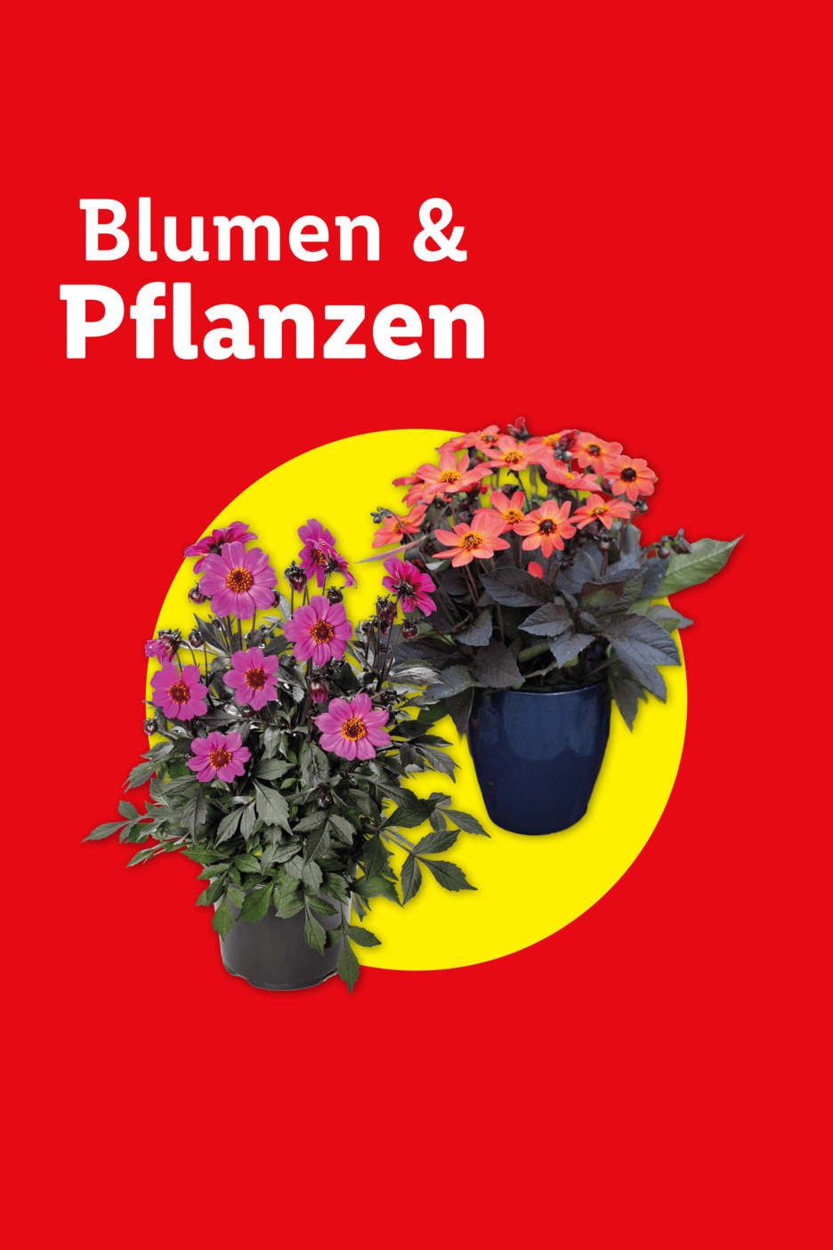 Blumen & Pflanzen: Zwei blühende Pflanzen in Töpfen auf gelbem Kreis.