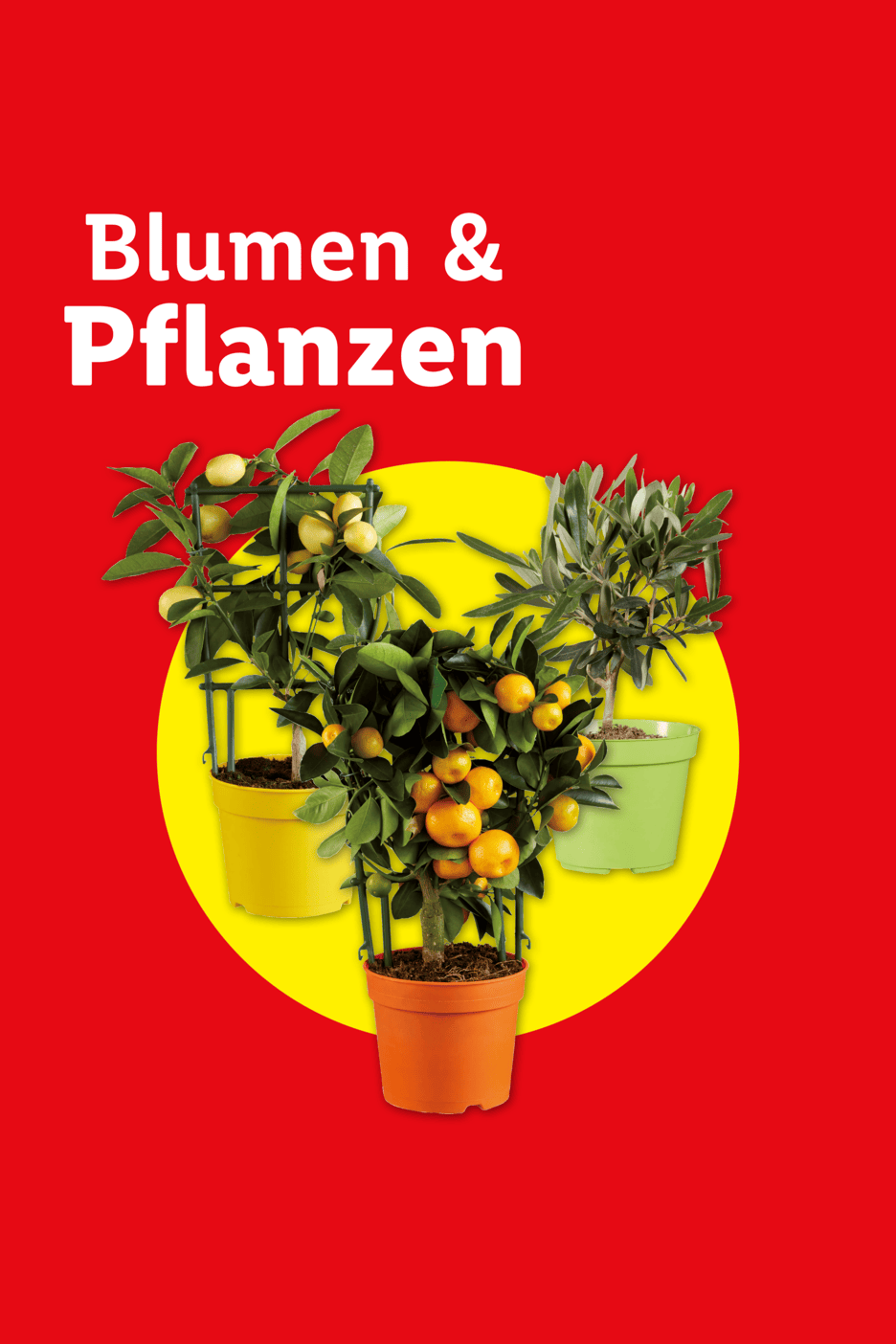 Drei Topfpflanzen (Zitrusfrüchte und Olive) auf gelbem Kreis, mit Text „Blumen & Pflanzen“.