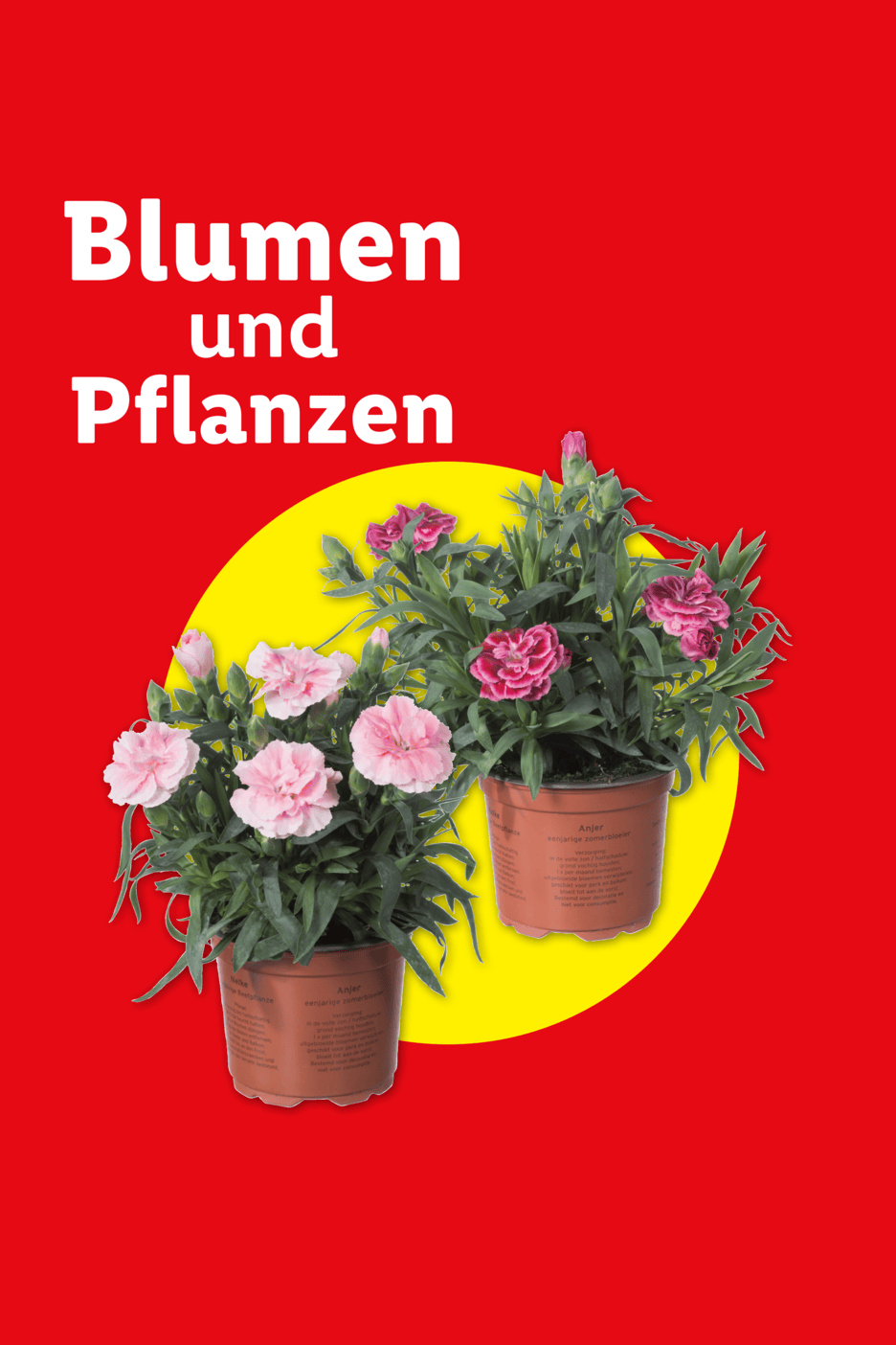 Rote Anzeige mit der Aufschrift 'Blumen und Pflanzen' und zwei rosa Nelken in Töpfen.