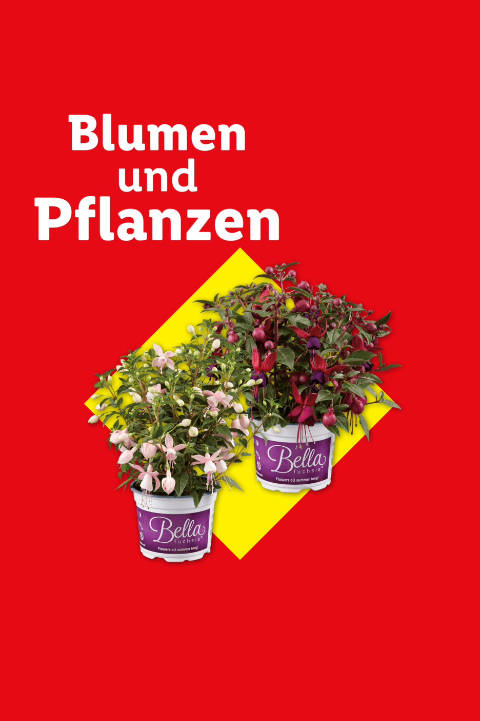 Zwei Fuchsien in Töpfen auf rotem Hintergrund mit gelbem Akzent und dem Text 'Blumen und Pflanzen'.