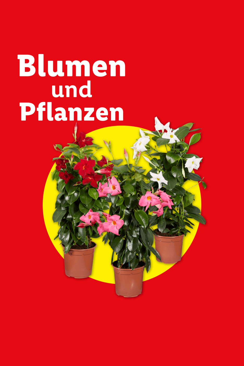 Blumen und Pflanzen: Rote, pinke und weiße Mandevilla-Pflanzen in Töpfen auf rotem Hintergrund.