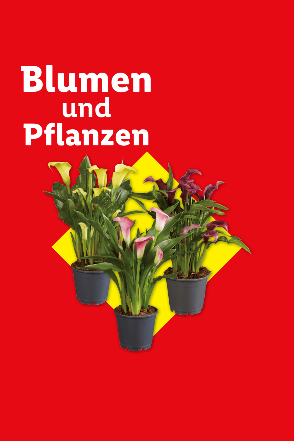 Drei Topfpflanzen mit gelben, rosa und violetten Calla-Lilien auf rotem Hintergrund mit gelbem Quadrat. Text: Blumen und Pflanzen.