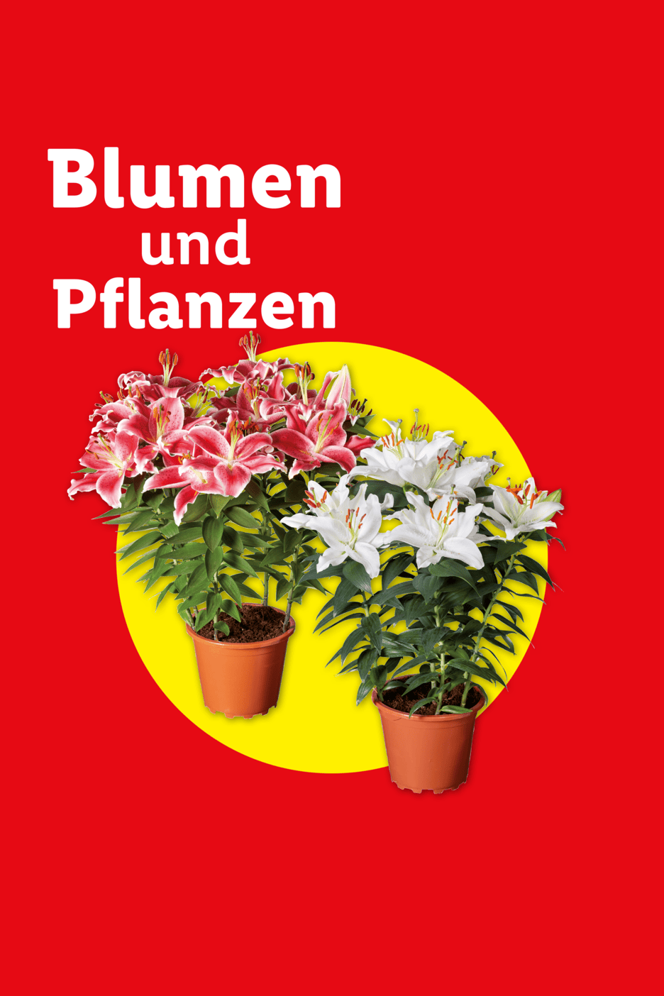 Rote und weiße Lilien in Töpfen auf gelbem Kreis, mit Text 'Blumen und Pflanzen'.