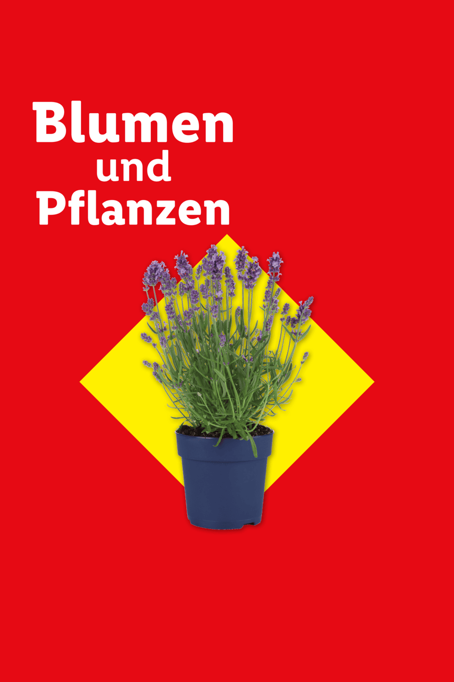 Blumen und Pflanzen: Lavendel in blauem Topf auf gelbem Quadrat vor rotem Hintergrund.