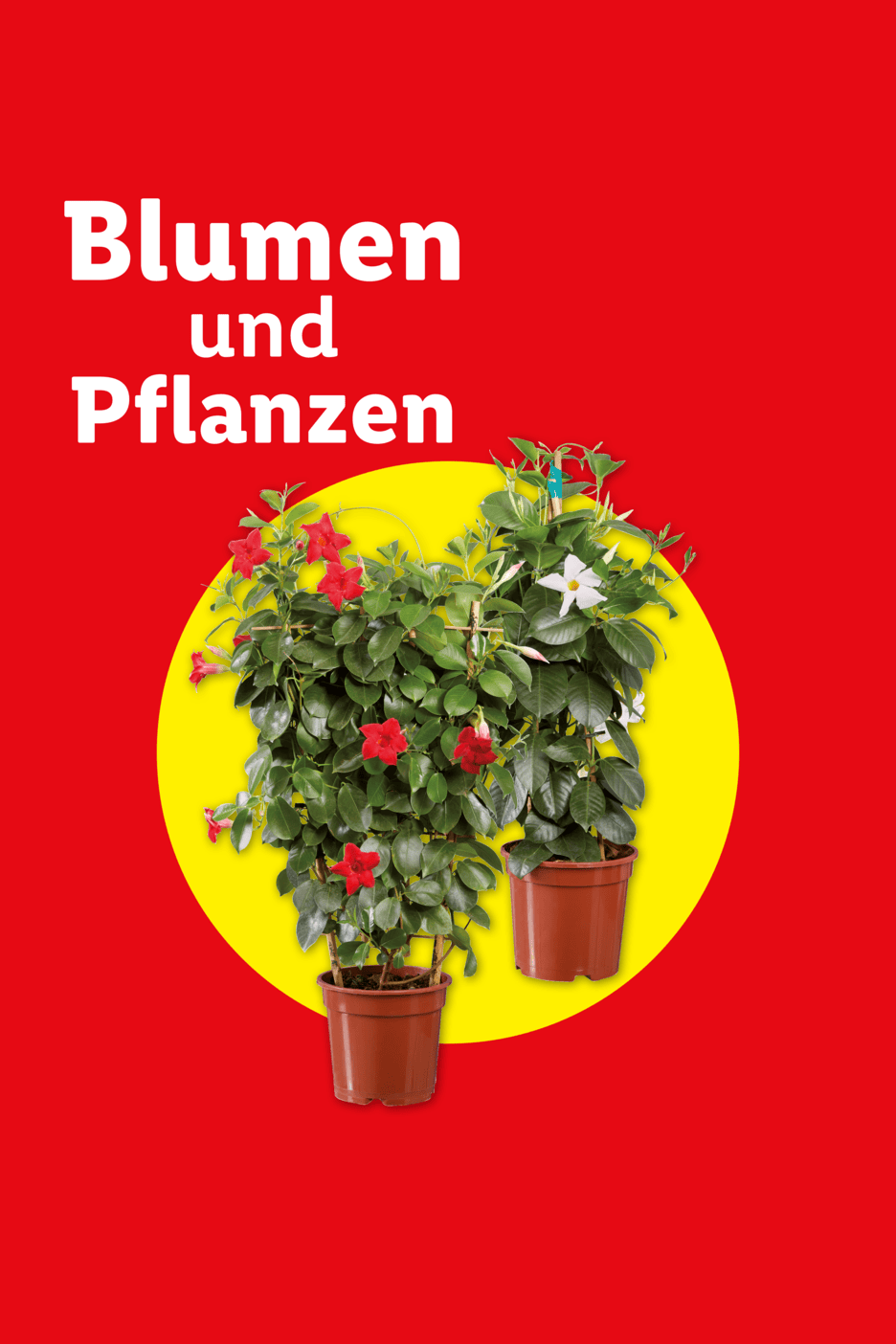 Blumen und Pflanzen: Zwei blühende Mandevilla-Pflanzen in Töpfen auf gelbem Kreis.