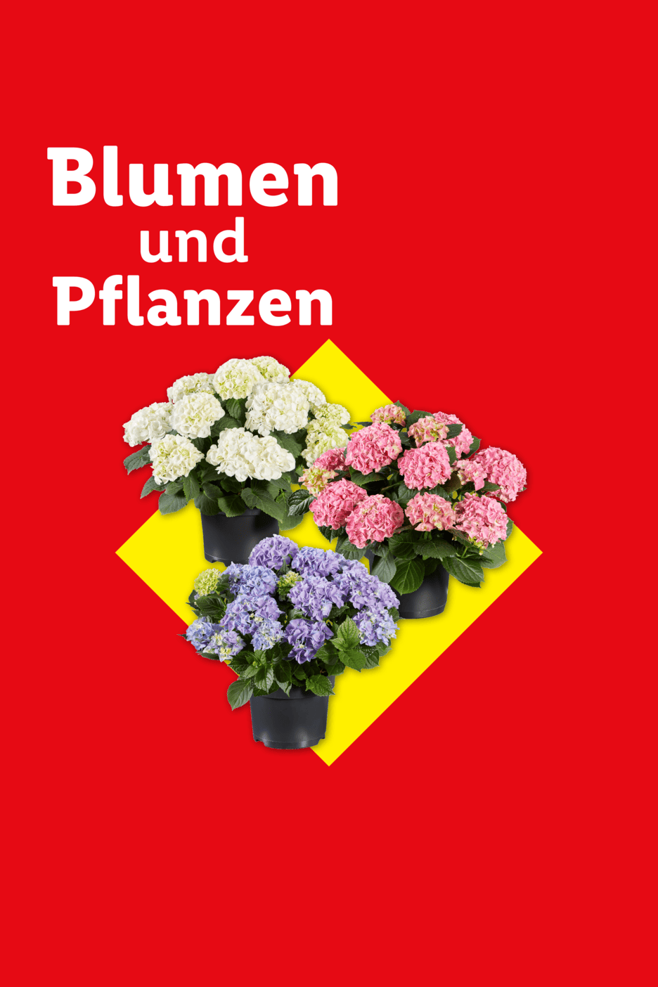 Drei Hortensien in Töpfen (weiß, rosa, lila) auf gelbem Hintergrund mit dem Text 'Blumen und Pflanzen'.