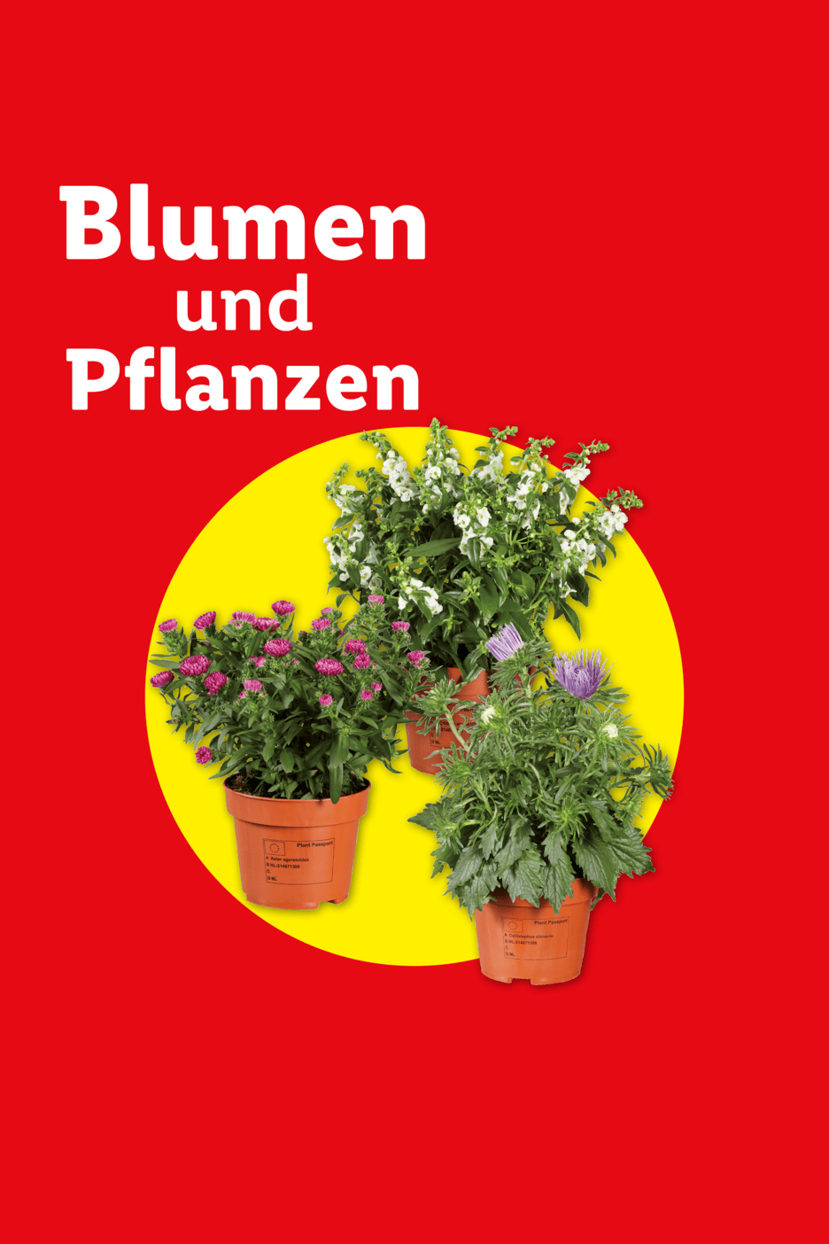 Blumen und Pflanzen: Drei Topfpflanzen mit bunten Blüten auf gelbem Kreis vor rotem Hintergrund.