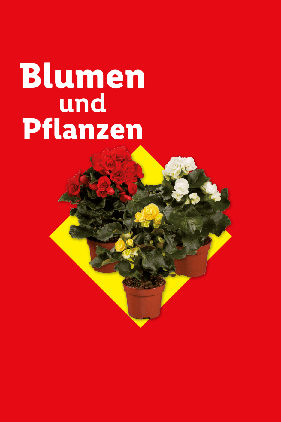 Blumen und Pflanzen: Rote, gelbe und weiße Begonien in Töpfen auf gelbem Hintergrund.